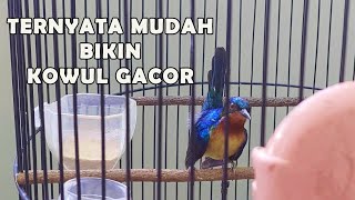 rawatan kolibri wulung biar gacor