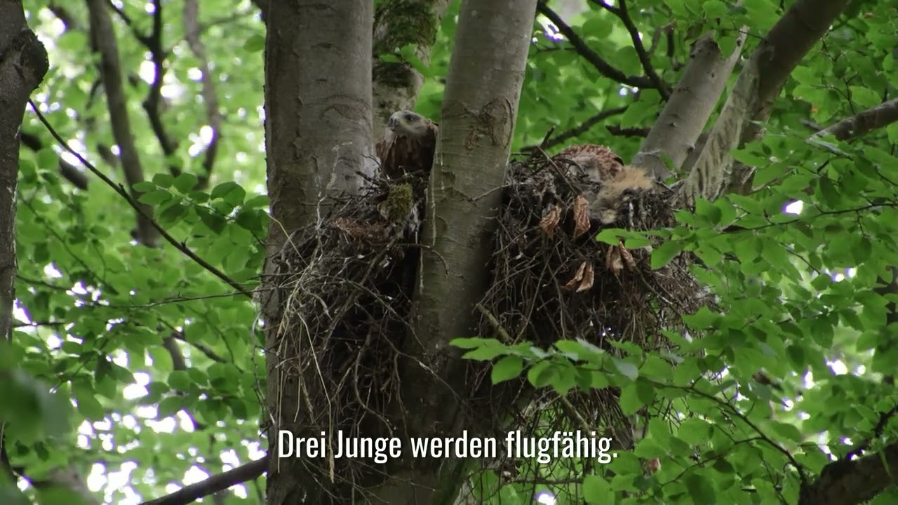 Der Rotmilan im Stölzinger Gebirge. 6. Jahresbericht. Ein Film von Arno Werner.