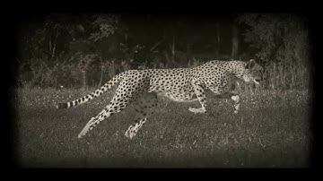 Hidden Rooms - Being Hunted [Official Video]