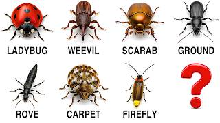 Every Beetle Explained in 4 Minutes 🪲