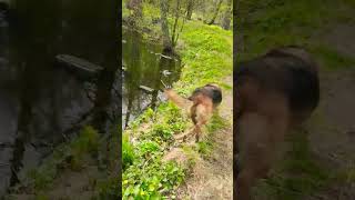 #собаки #dog #котопёс #пёс #doglover #прогулка #лес #пруд #апрель #весна #немецкаяовчарка #овчарка