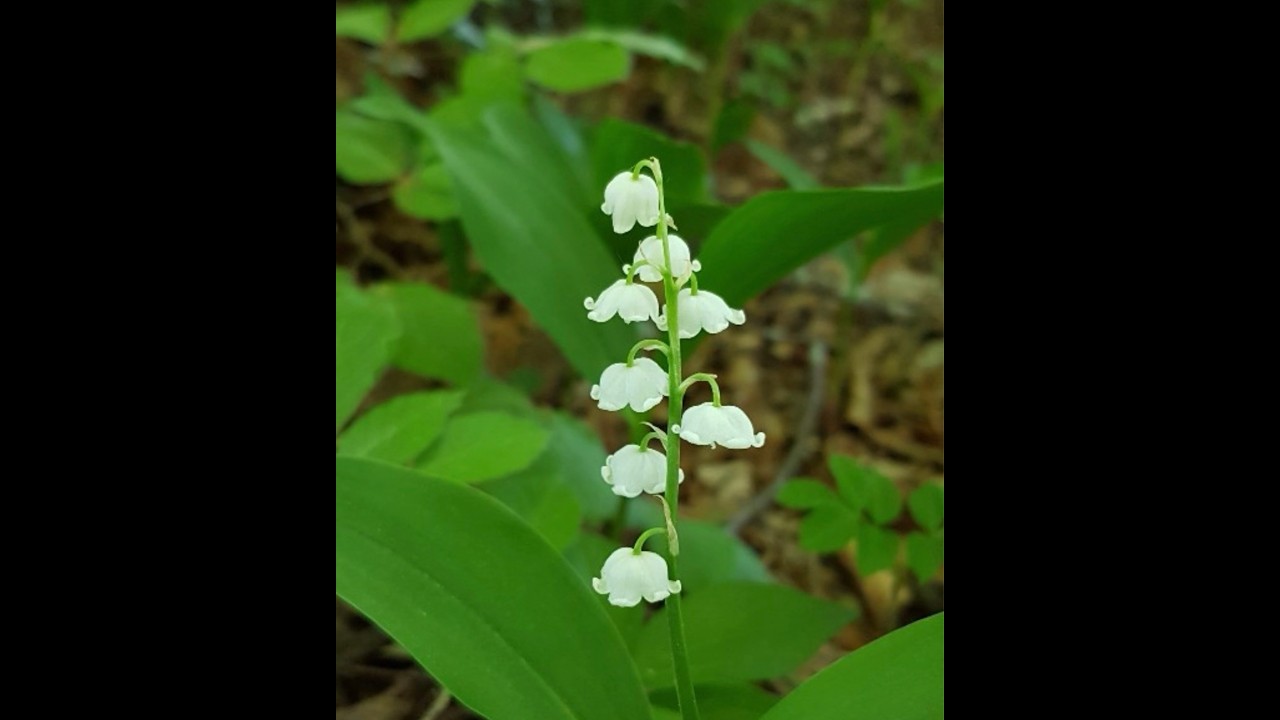 2026-02-28 | I saw you fall so I'm helping | Trudy Johnston