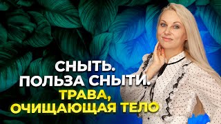 Сныть. Польза сныти. Трава, очищающая тело