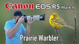Canon R5 Mark II Prairie Warbler Bird Photography RF 100-500 Zoom Lens!