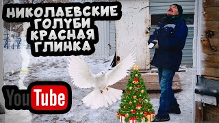 Николаевские голуби Красная Глинка 2023 ❄️