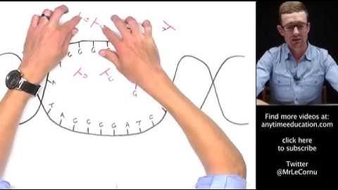 Protein Synthesis (Part 1 of 2) - Transcription