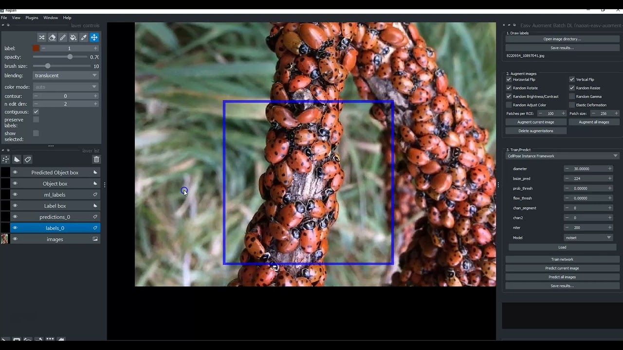 easy augment batch ladybugs