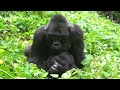 Mountain GORILLAS MATING Gorilla Mountain GORILLAS MATING Gorilla