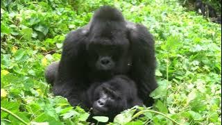 Mountain GORILLAS MATING  #gorilla