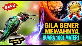 Ini Kicau Burung RAHASIA 🐦 MASTERAN TERBAIK Murai Paling Dicari Kicaumania Bikin Burung Mewah ‼️