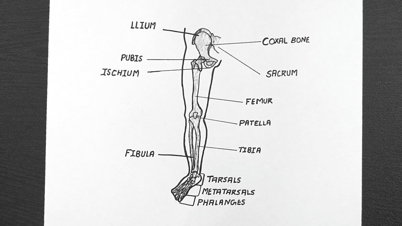 Diagram Of Right Pelvic Girdle And Lower Limb Ones