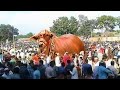 World Record 2021 ll World Biggest Giant Bulls Of  Pakistan ll 786 Cattle Farm ll Afridi Cattle Farm