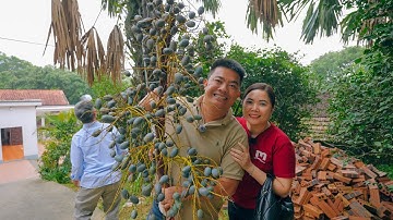 SAPA TV | VỀ QUÊ ĂN GIỖ, ĐI HÁI CỌ, NHỔ SẮN LUỘC VÀ THƯỞNG THỨC MÂM CỖ TRUYỀN THỐNG