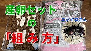 【簡単】ニジイロクワガタの産卵セットの組み方から、ペアリング済み♀の投入までを紹介します！