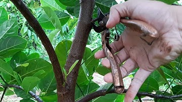 Kỹ thuật cắt cành, tạo tán cho cây mít Thái Siêu Sớm đạt năng suất cao, chất lượng tốt sau 6 tháng