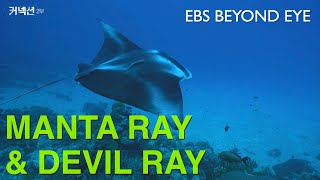 Manta Ray and Devil Ray | EBS Nature Documentary [Connection]