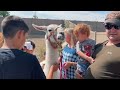 A llama themed birt.ay party charlie grace turns 2