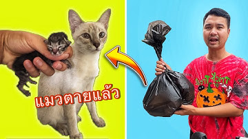 ลูกแม่กำพร้า แม่แมวตายไปแล้ว น่าสงสารมากๆ | บริ้งค์ไบรท์