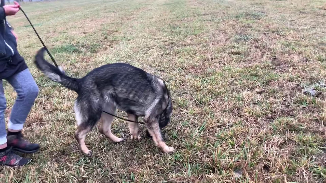 Andromeda Omega’s Legacy (Gero z Berounské bašty x Omega z Eurosportu