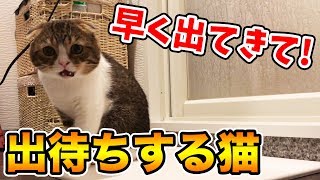 ママ遅いにゃ！お風呂を出待ちする猫【スコティッシュフォールド】【Scottish Fold】