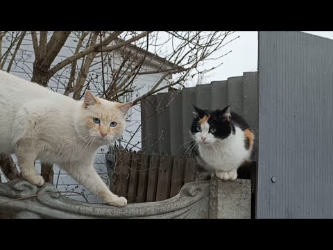 Видео: Разговор котов.