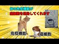 生涯に二人に一人はかかるという恐ろしい疾患、癌。癌とは一体どんな病気なのか？【猫ミーム】