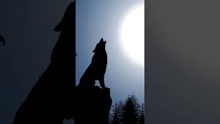 Wolf Howling Sound At Moon Night
