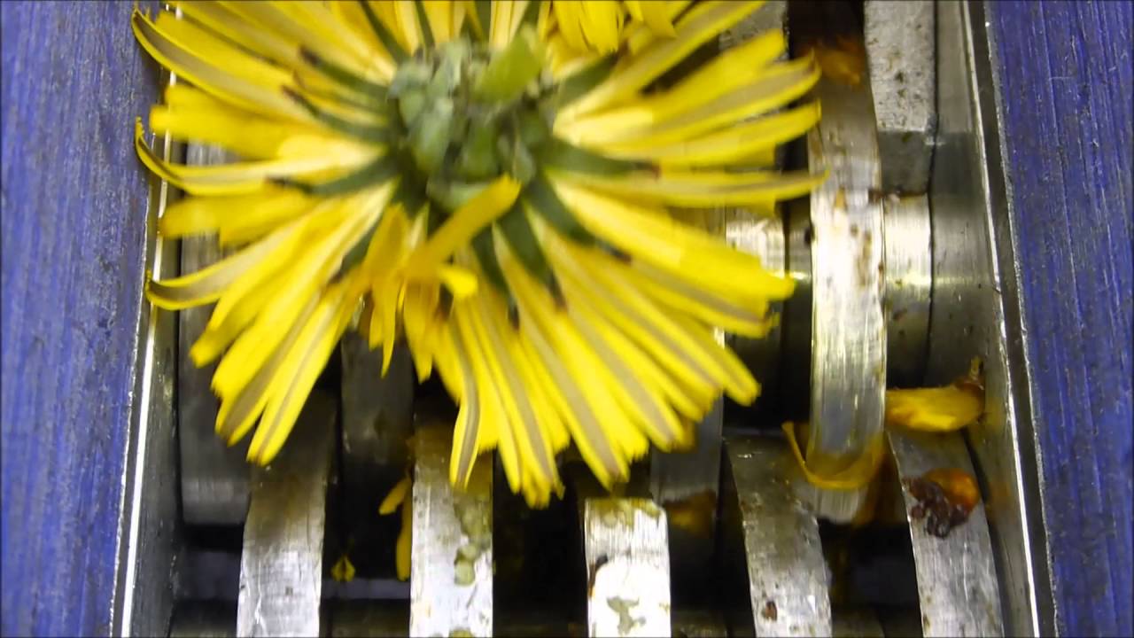 Shredding real flowers. YouTube
