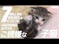 ご機嫌な子猫