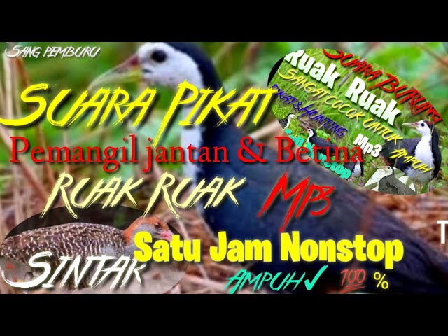 SUARA PIKAT BURUNG RUAK RUAK | PEMIKAT RUAK RUAK JANTAN DAN BETINA AMPUH class=