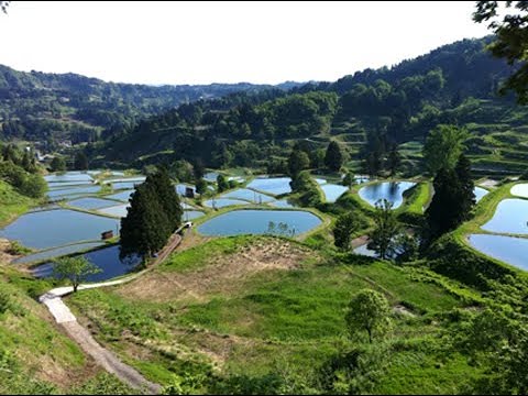 KOI POND, https://koi.cxua.biz , карпы кои Украина, рыбки для пруда