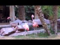 Meet Billy Zurisk at Flamingo Casino, Bird Bar for Happy ...