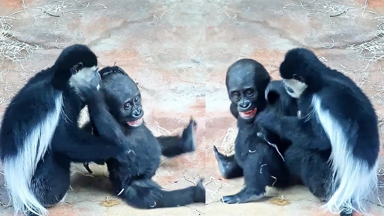 Mobi and Gaia: Guereza Playtime & Another Sisterly Tangle