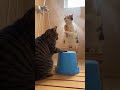 Bucket Drum！バケツのドラムで歌うシャワー室の猫たち