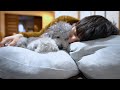 🐶愛犬が添い寝しにくるまで何分かかるか検証したかった。【トイプードル】