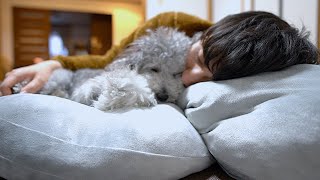 🐶愛犬が添い寝しにくるまで何分かかるか検証したかった。【トイプードル】