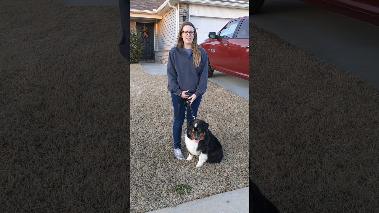 Tulsa Dog Training | Tip Top K9 Reviews