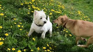 West Highland White Terrier (Westie) Bobby. Magic transformation into a happy pig by Elena & Bob 363 views 10 days ago 1 minute, 49 seconds