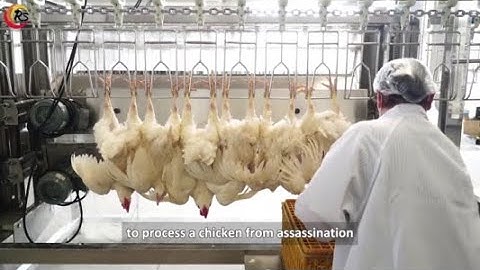 Transform Your Poultry Processing with Our Slaughter Line