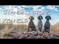 Hunting and gun dog training  standing stone kennels