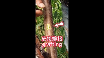 The whole process of the double bark grafting of fruit trees 果樹雙重皮接嫁接的操作全過程，此嫁接方法操作簡單易學，成活率高#shorts