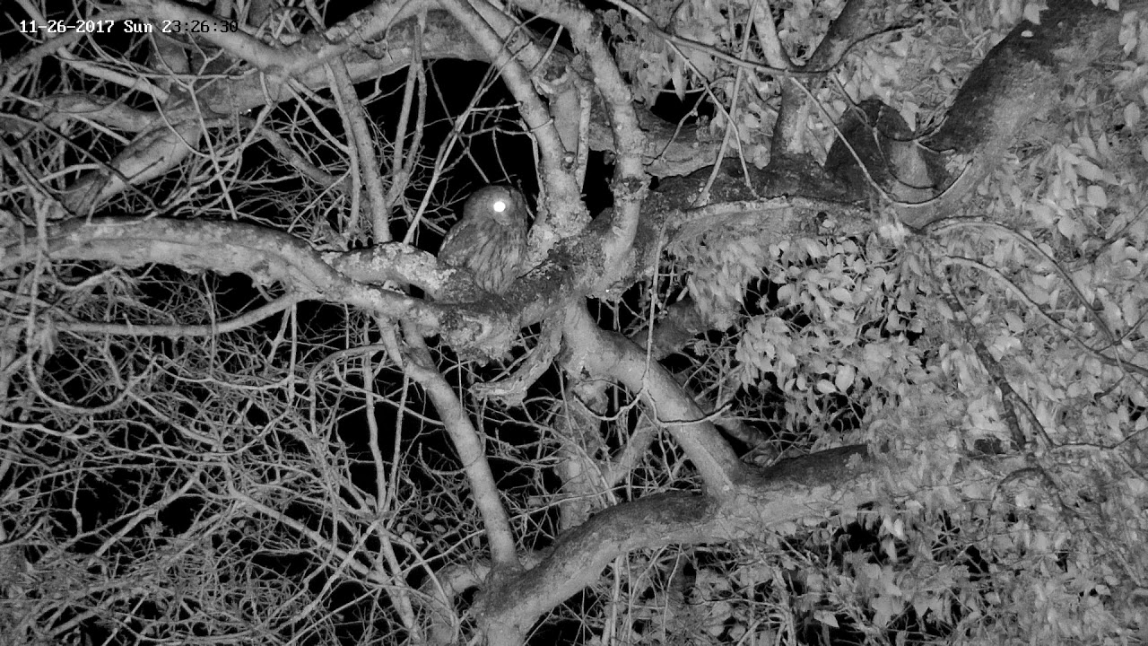 england traduccion A Tawny Owl visitor in an Ash tree