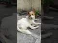 Green paws 🐕 #dogs #nature #animallife #cuteanimals #cutedogs #garden