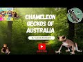 Chameleon Gecko W/ Jason Rodgers