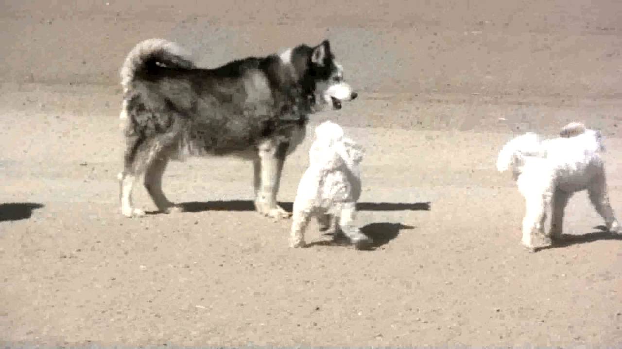 Rosy and Rocky Go To Seal Point Dog Park On September 1, 2016 YouTube