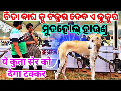 Most Unique Dog Breed Mudhol Hound native breed India Owner live video Interaction Dog Show 2025
