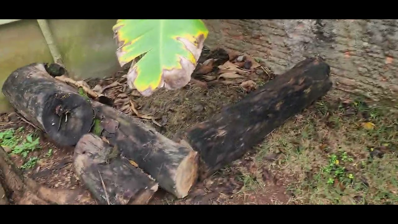 COMO É DIFÍCIL ACHAR OS FILHOTES DE JABUTI NO JARDIM