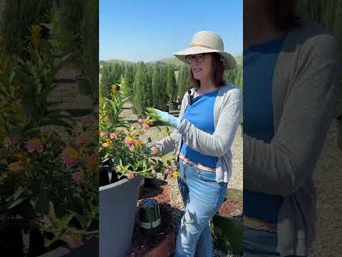 Hummingbird Container Recipe 🐦 Heat-Loving Plants Pollinators Can't Resist