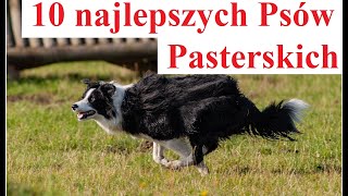 10 najlepszych Psów Pasterskich