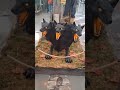 cerberus instore demo idk who to credit